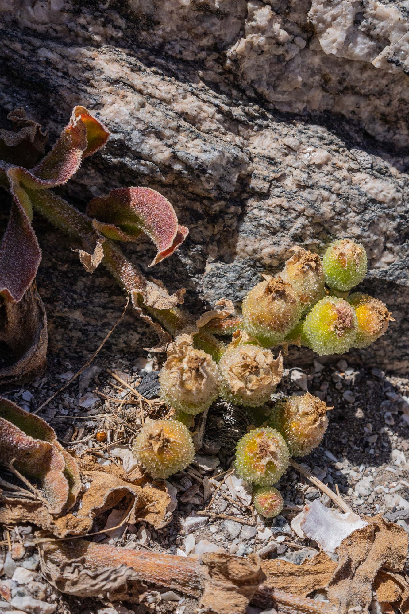 Weird and wonderful flora of the Succulent Karoo Image Copyright Soonafternoon