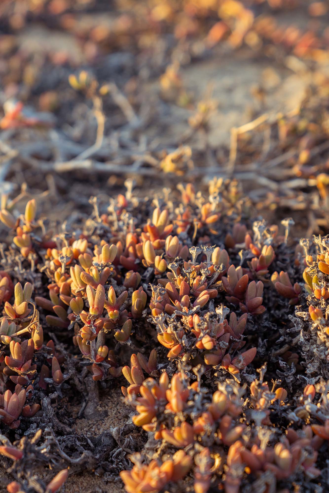 Succulent Karoo Image Copyright Soonafternoon 05