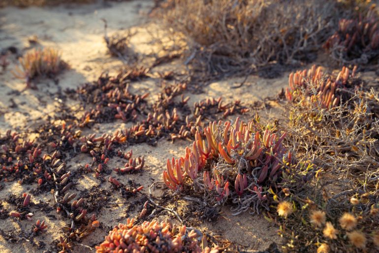 Succulent Karoo biome Image Copyright Soonafternoon