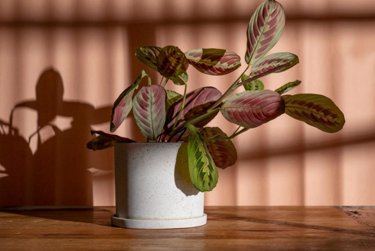 High end product photography with Maranta leuconeura