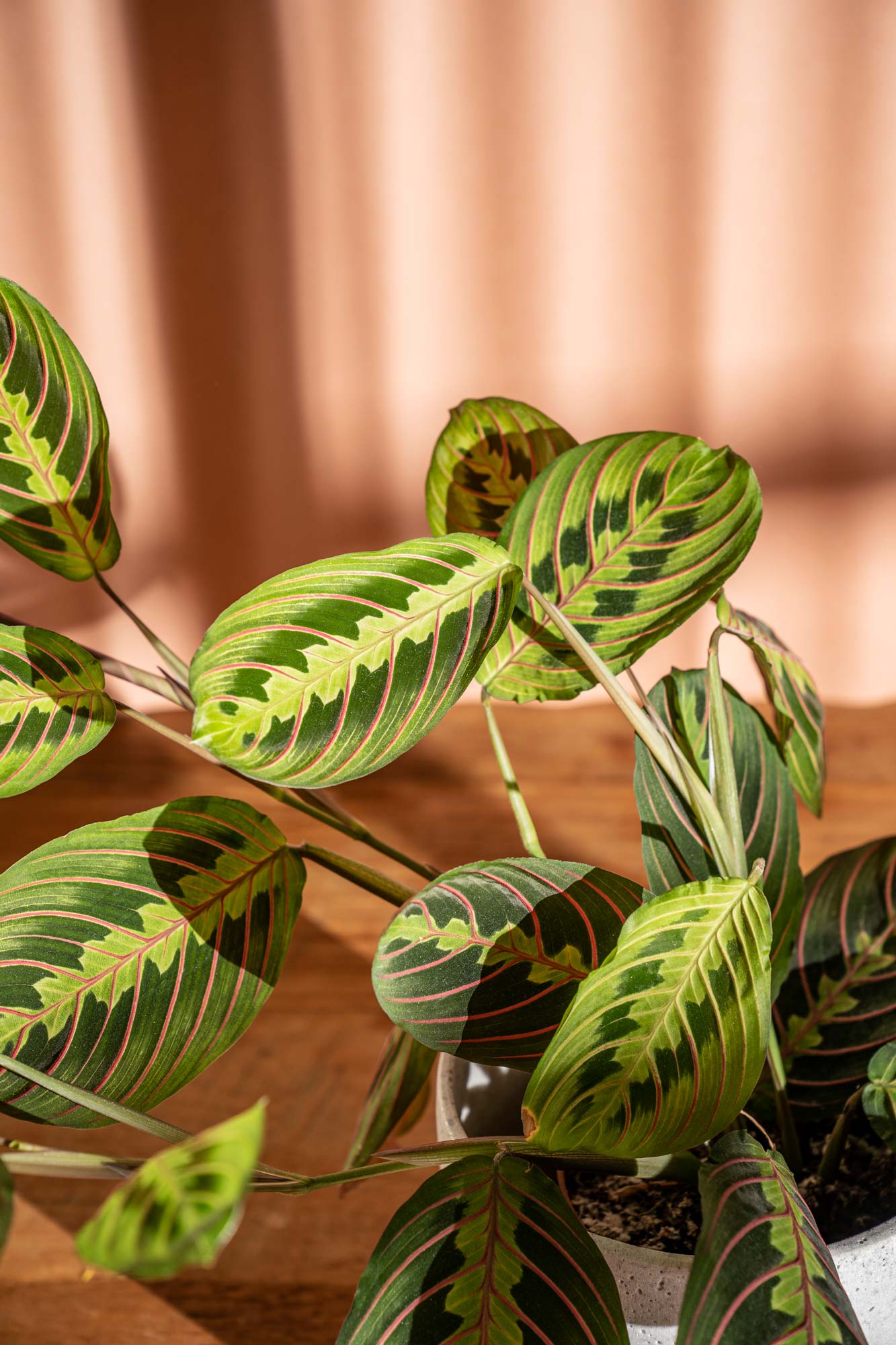 Plant Photography of Maranta leuconeura