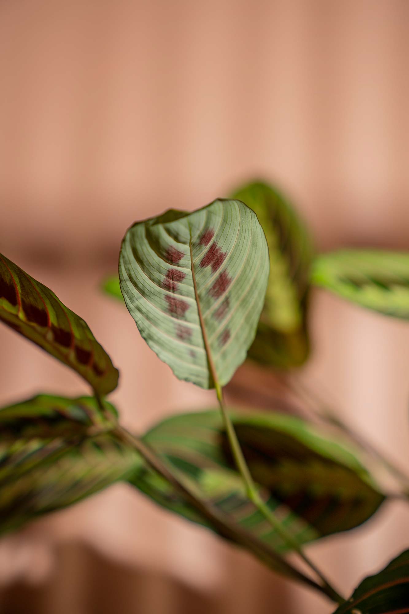 Maranta leuconeura