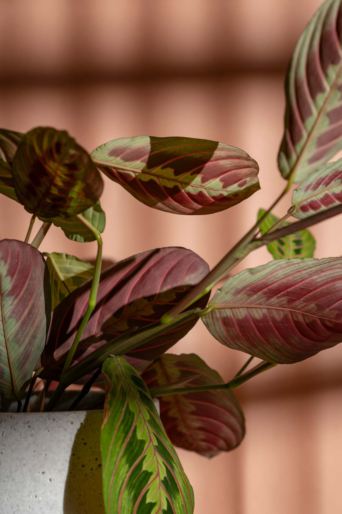 Beautiful colourful underside of leaves