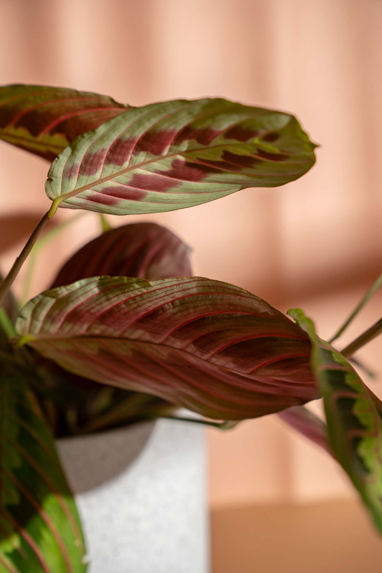 Photography of Maranta leuconeura