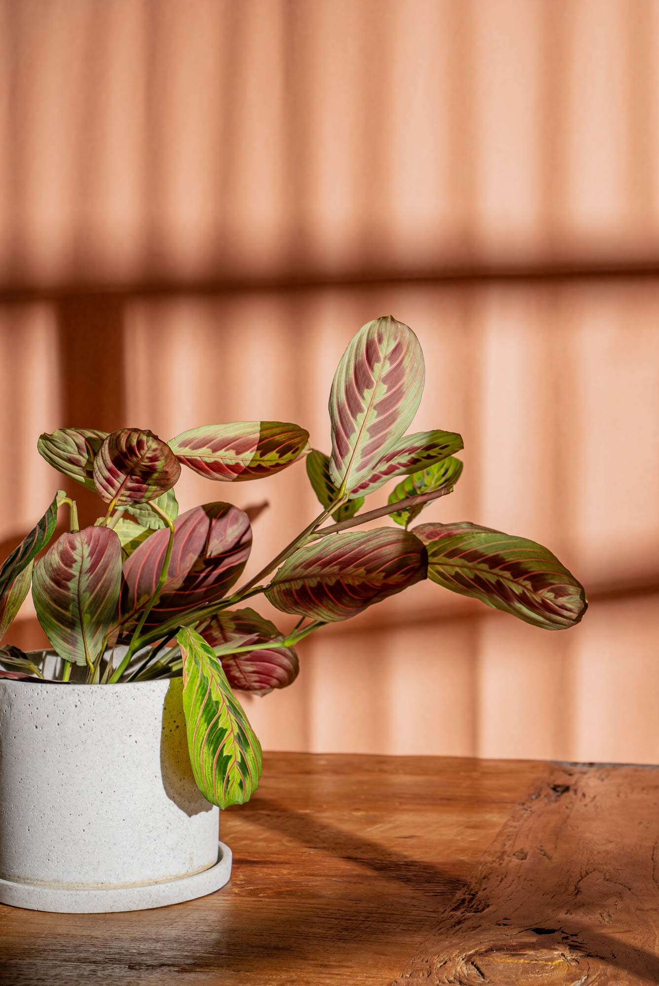 Maranta leuconeura