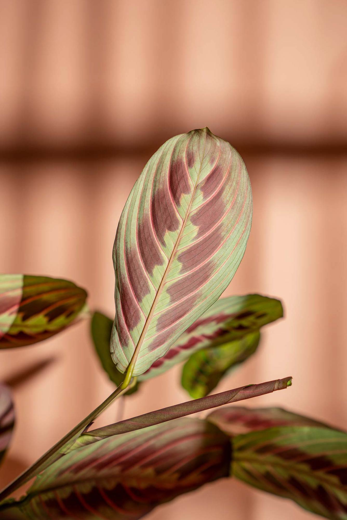 High quality plant photography of Maranta plant