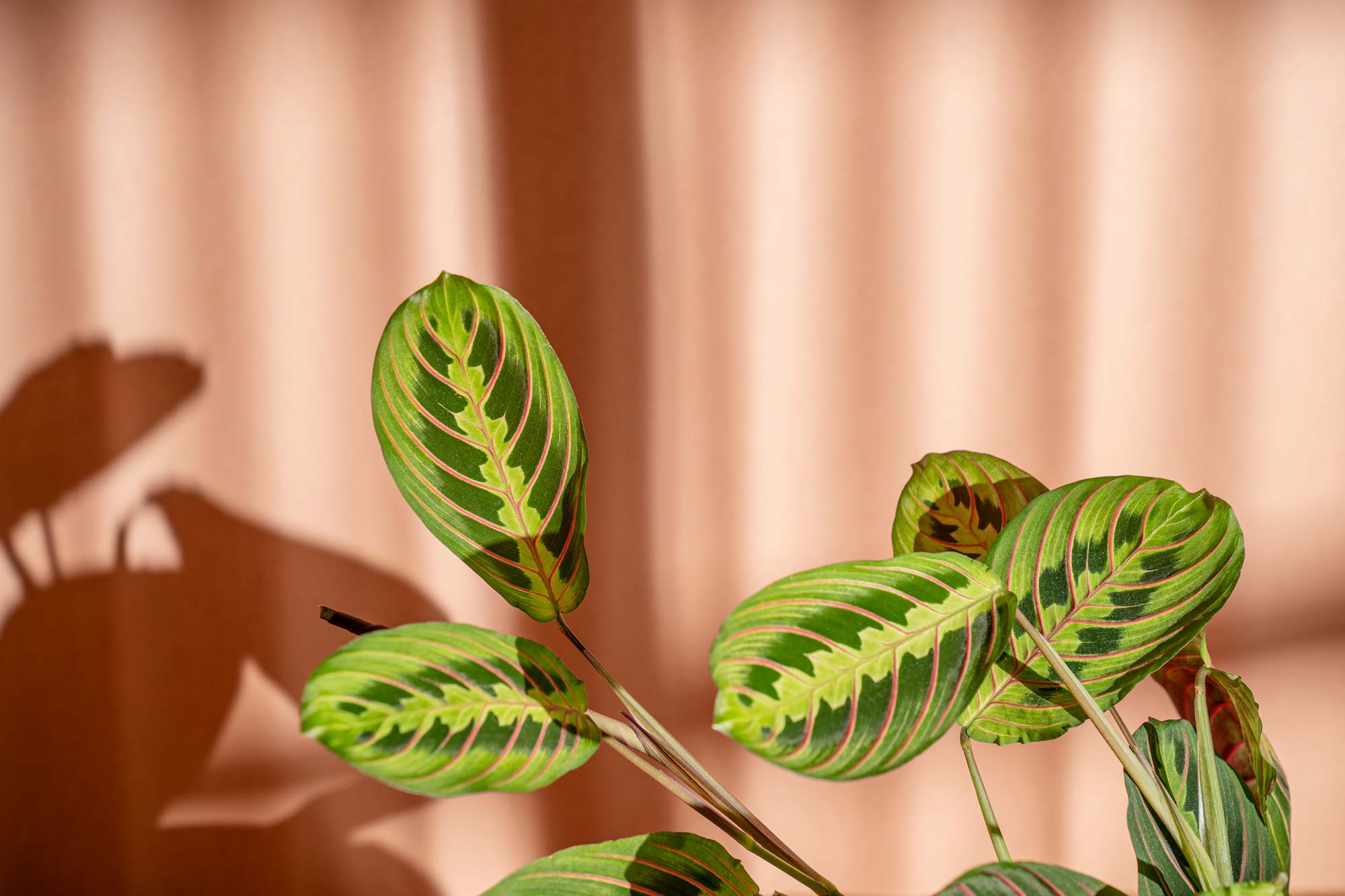 Maranta leuconeura on a pink background