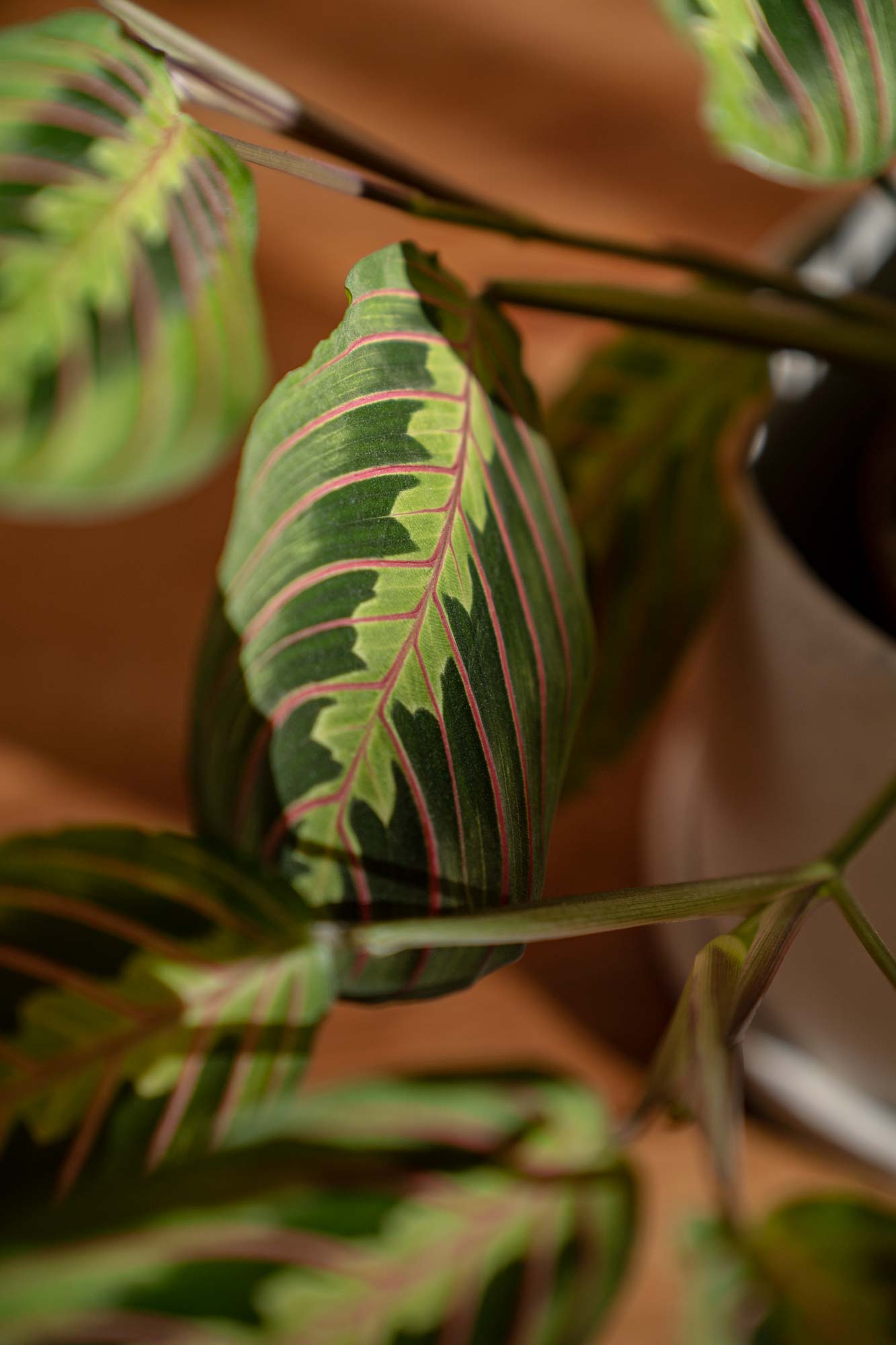 Picture of Maranta leuconeura