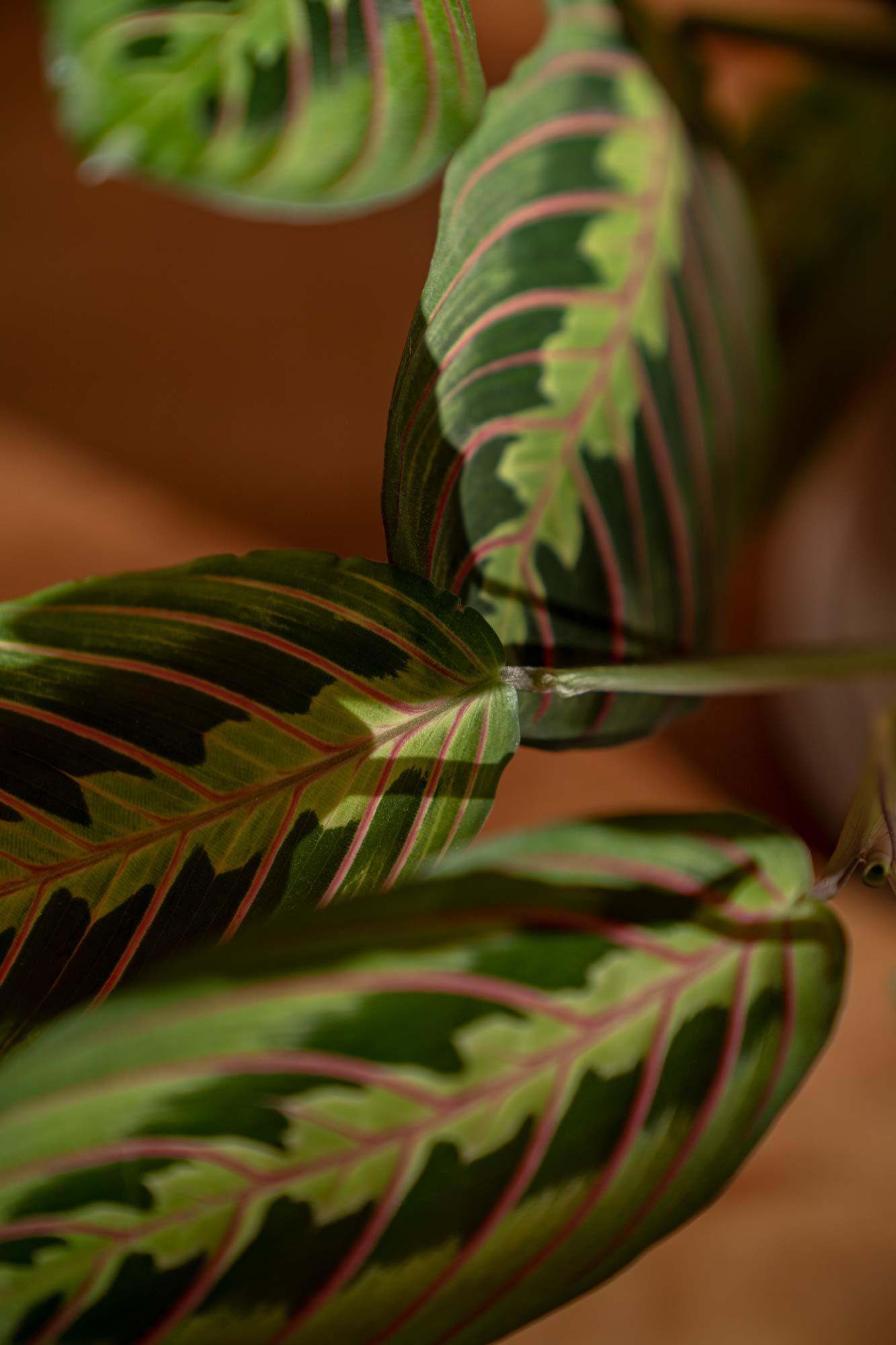 Interior plant - learning about the nyctinasty Maranta Leuconeura