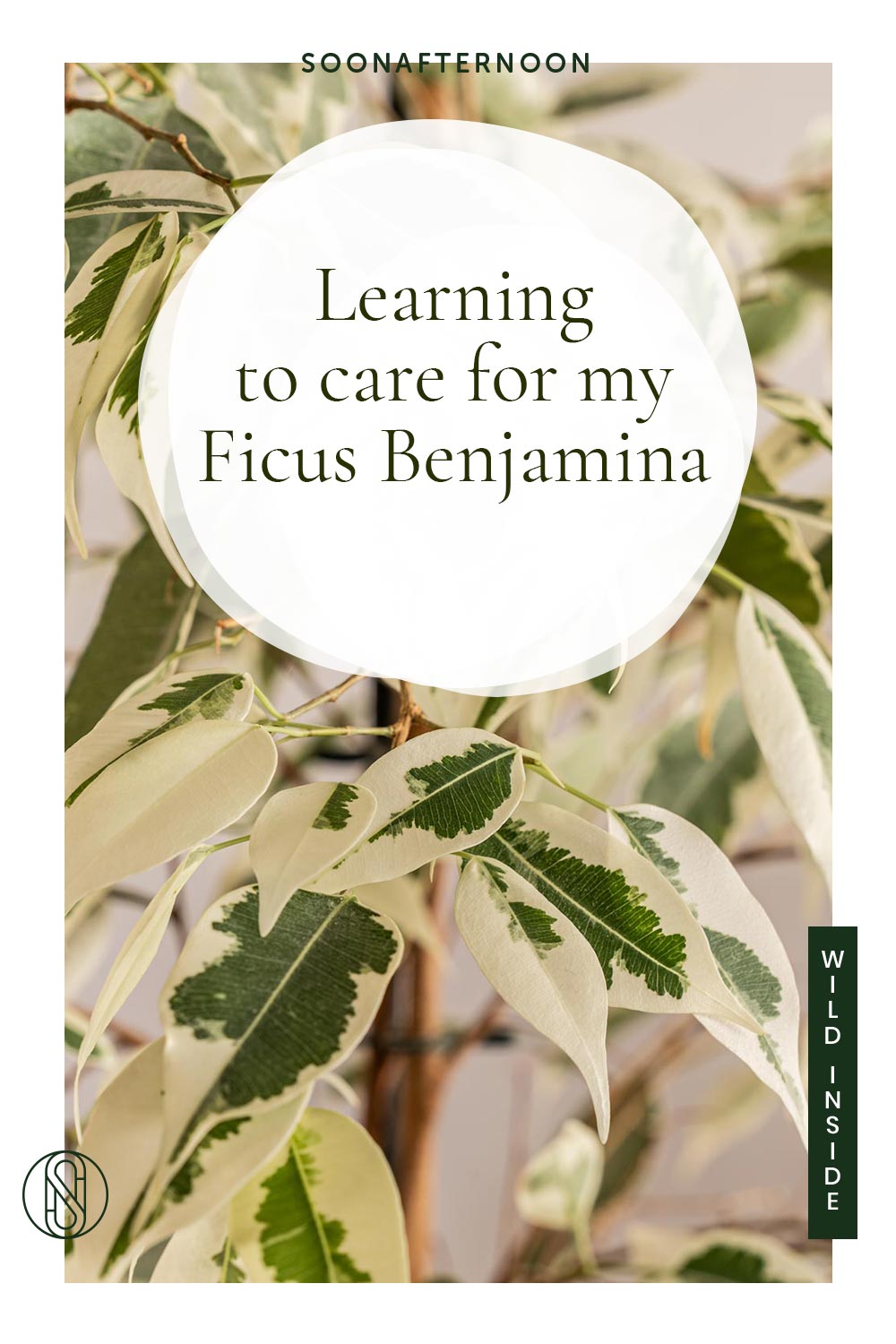 Caring for your Ficus Benjamina