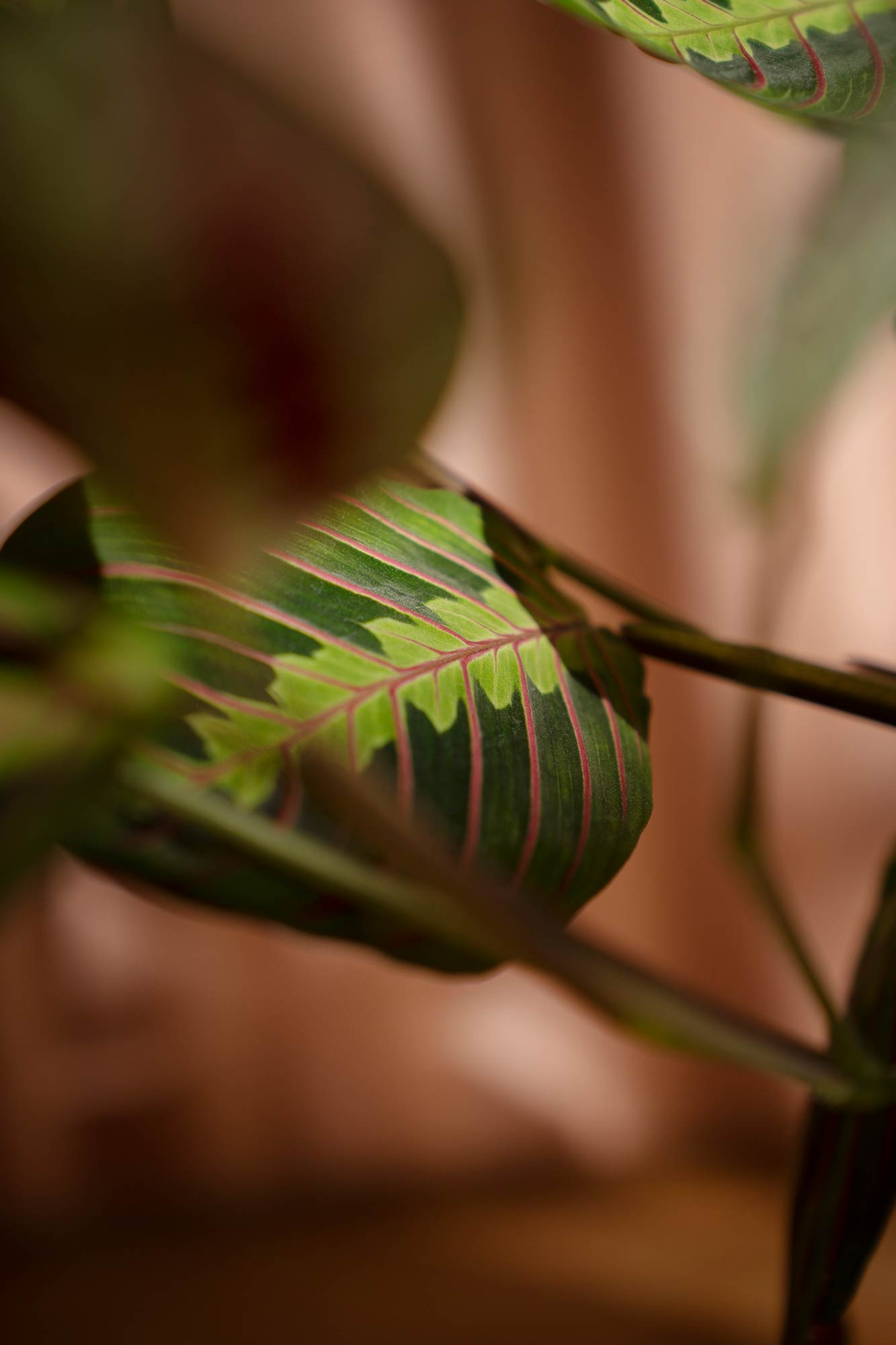 Maranta leuconeura var. erythroneura – a colorful plant for any interior