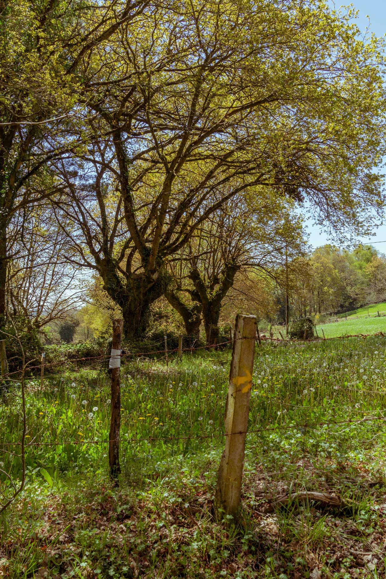 Camino de Santiago