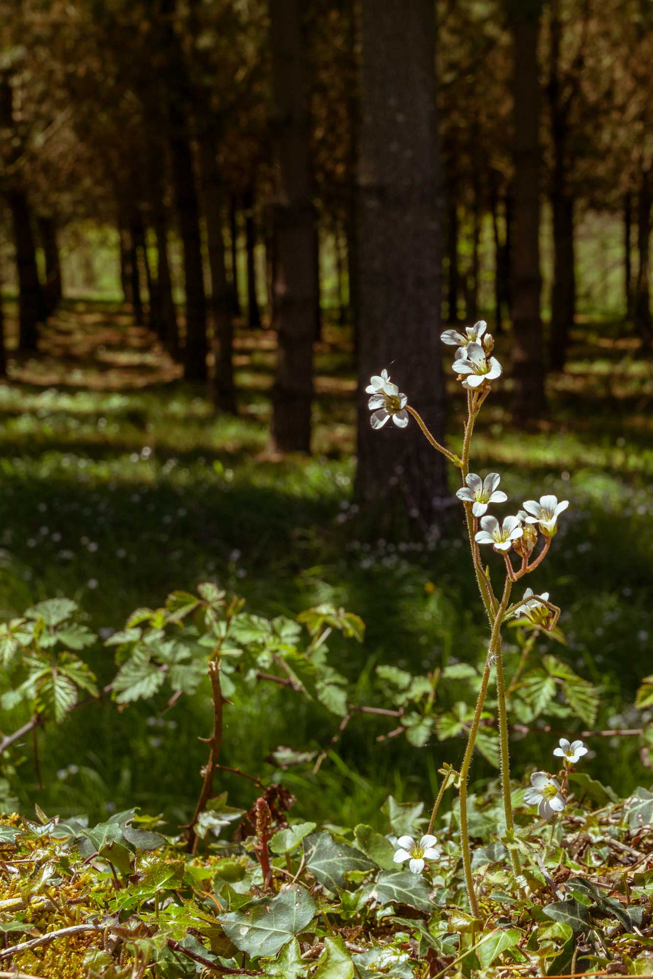 Roadside flowers