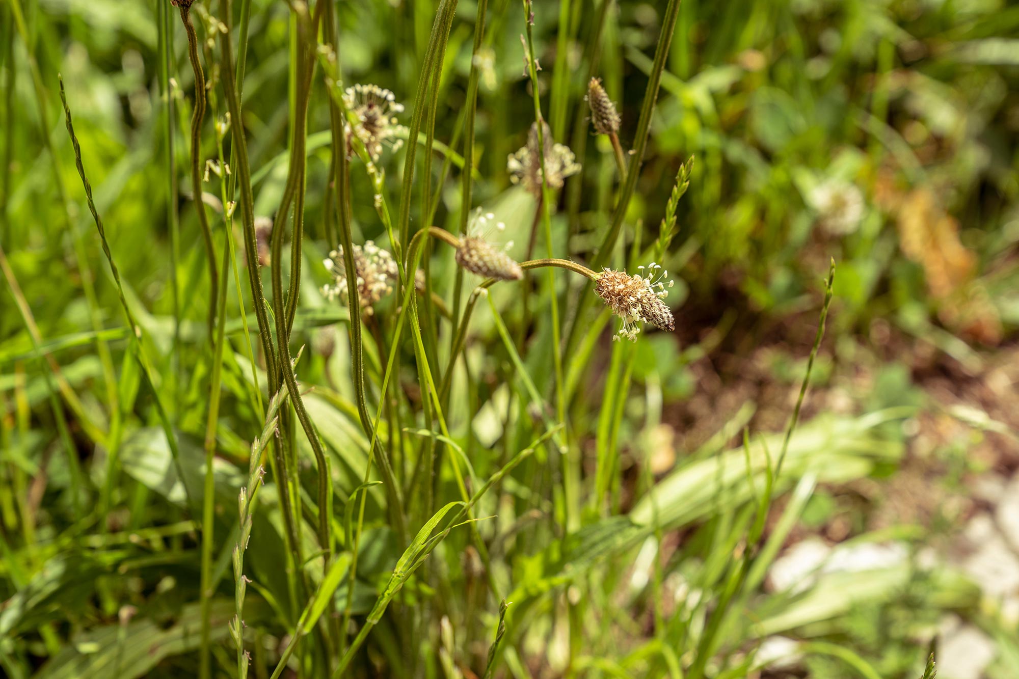 Foraging in Berlin